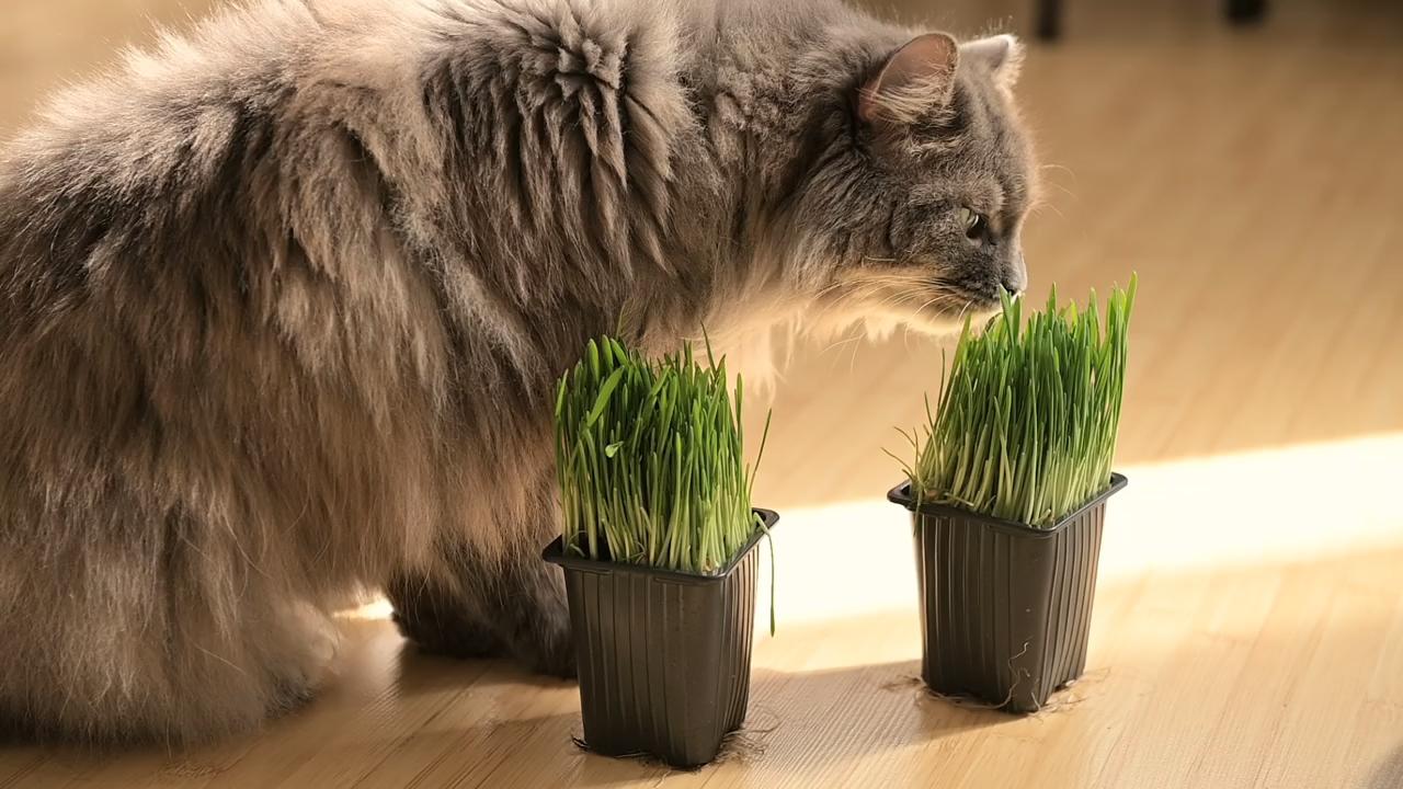 הפיתוי האניגמטי של דשא חתולים